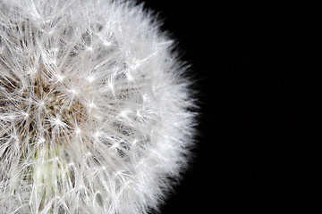 Image showing dandilion background