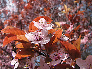 Image showing plum in the spring