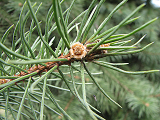 Image showing small needle of a pine-tree