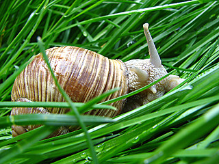 Image showing snail on the grass