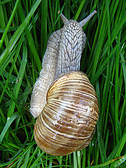 Image showing snail on the grass