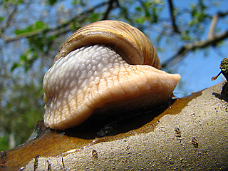 Image showing snail on the tree