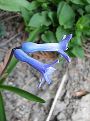 Image showing two little blue hyacinth