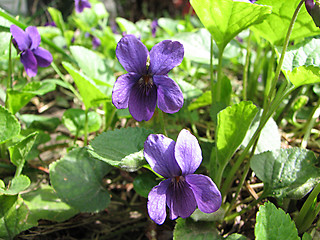 Image showing violet