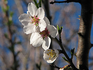 Image showing white flowers of apple tree