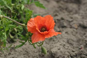 Image showing Hanging poppy