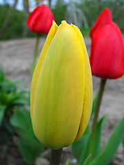 Image showing yellow tulipan