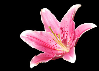 Image showing Pink lily macro isolated