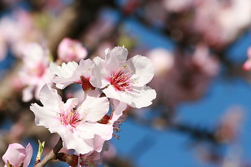 Image showing blooming Almond Tree