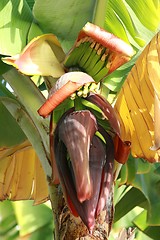 Image showing blooming Banana Palm