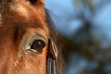 Image showing horse eye