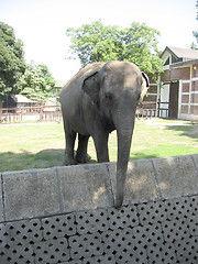 Image showing Elephant