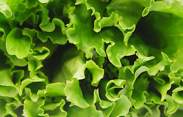 Image showing lettuce 