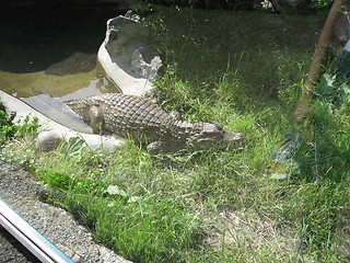 Image showing Crocodile