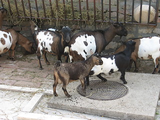 Image showing Goat