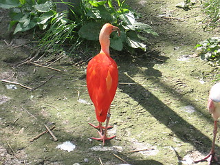 Image showing Flamingo