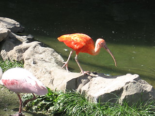 Image showing Red flamingo