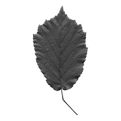 Image showing Hazelnut leaf