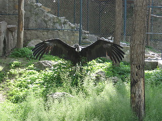 Image showing Vulture