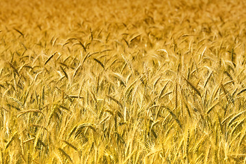 Image showing wheat background