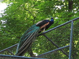 Image showing Peafowl