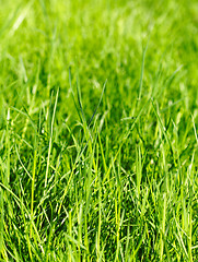 Image showing grass background