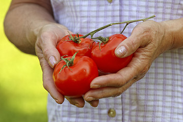 Image showing hands hold tomatos