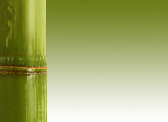 Image showing bamboo background