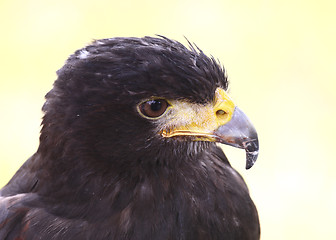 Image showing hawk