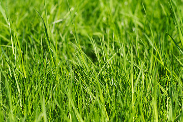 Image showing grass background