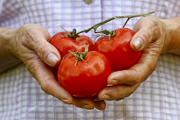Image showing red tomatos