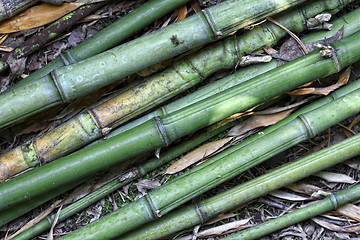 Image showing bamboo background