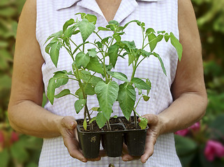 Image showing tomato's plant