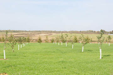 Image showing New apple orchard