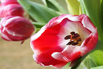 Image showing Tulip