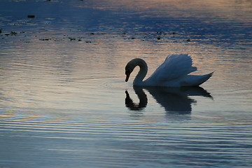 Image showing Swan