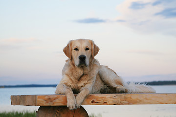 Image showing Golden retriever