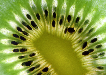 Image showing fine image close up of kiwi background detail