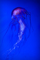 Image showing lonely jellyfish