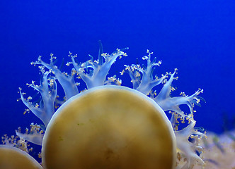 Image showing jellyfish background