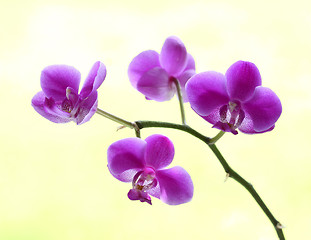 Image showing orchid