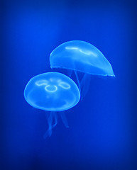 Image showing jellyfish