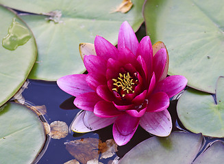 Image showing Nymphaea background