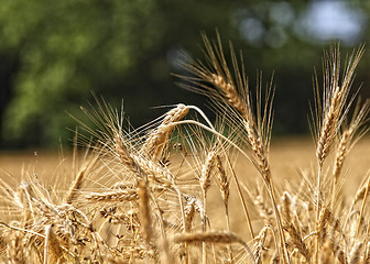 Image showing wheat background