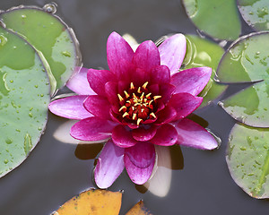 Image showing Nymphaea