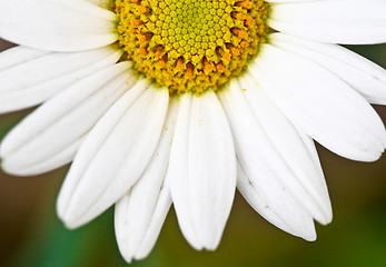 Image showing daisy background