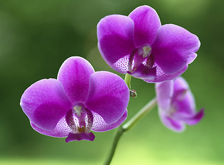 Image showing orchid natural flower