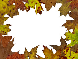 Image showing fall tree leaf background 