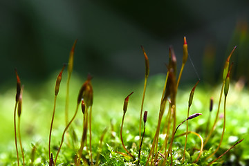 Image showing green close up background