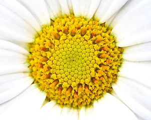 Image showing daisy background